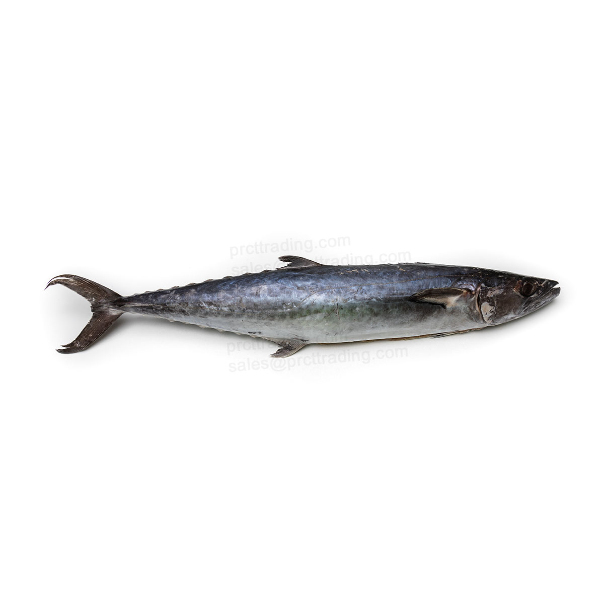 Netuno King Fish Whole, 8 LBs Up, Mackerel,