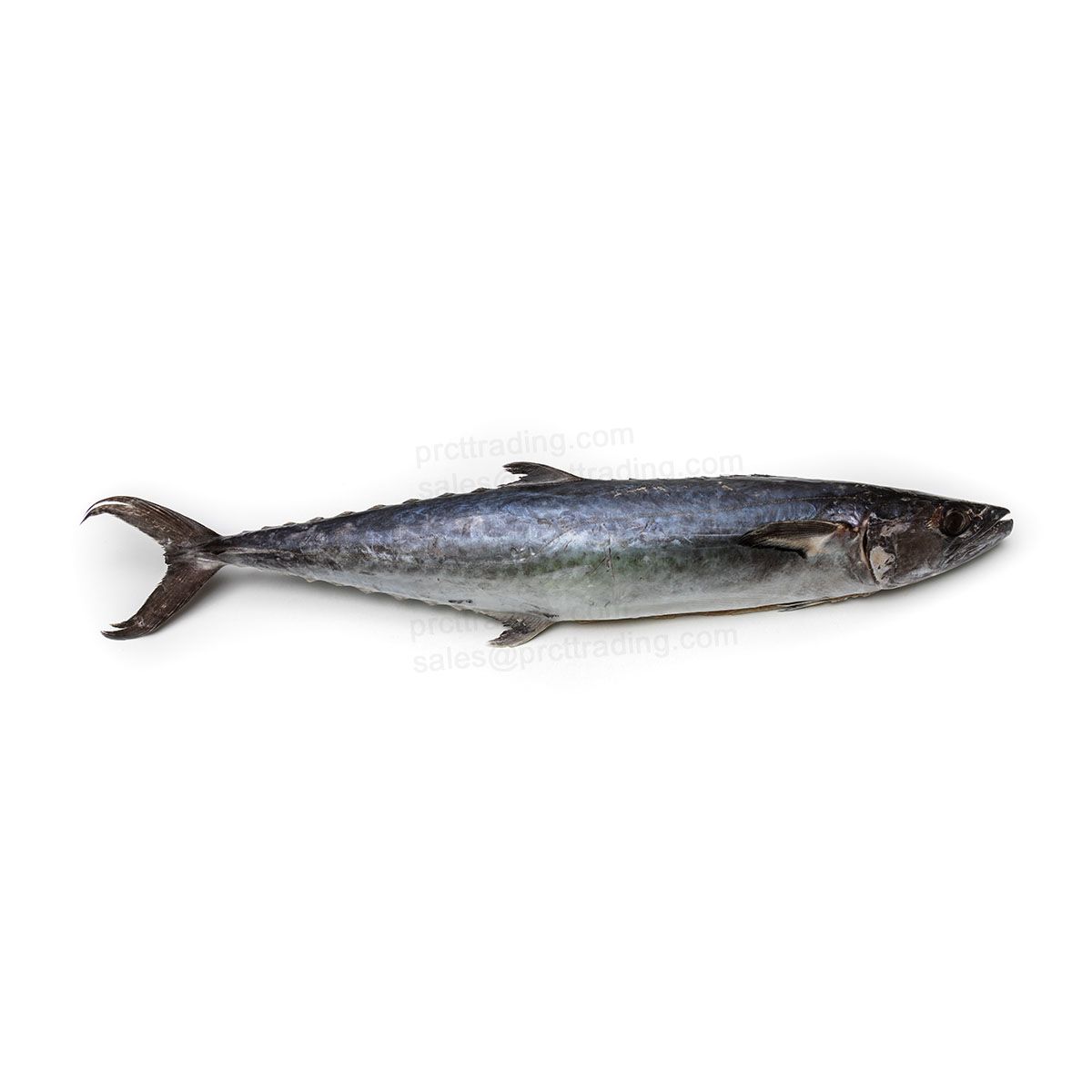 Netuno King Fish Whole, 8 LBs Up, Mackerel,